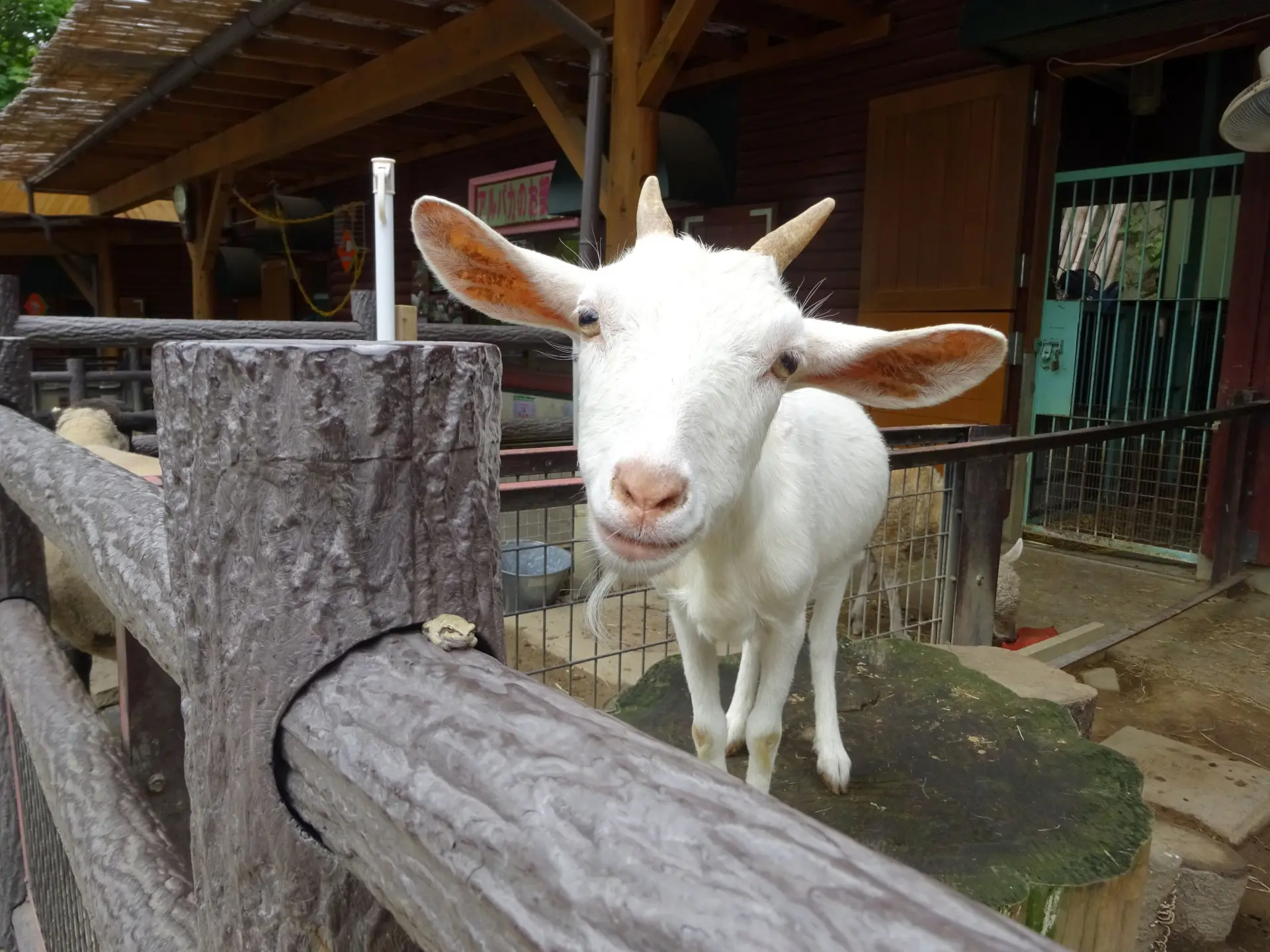 子どもたちに大人気の餌やり体験ができるコーナーもある