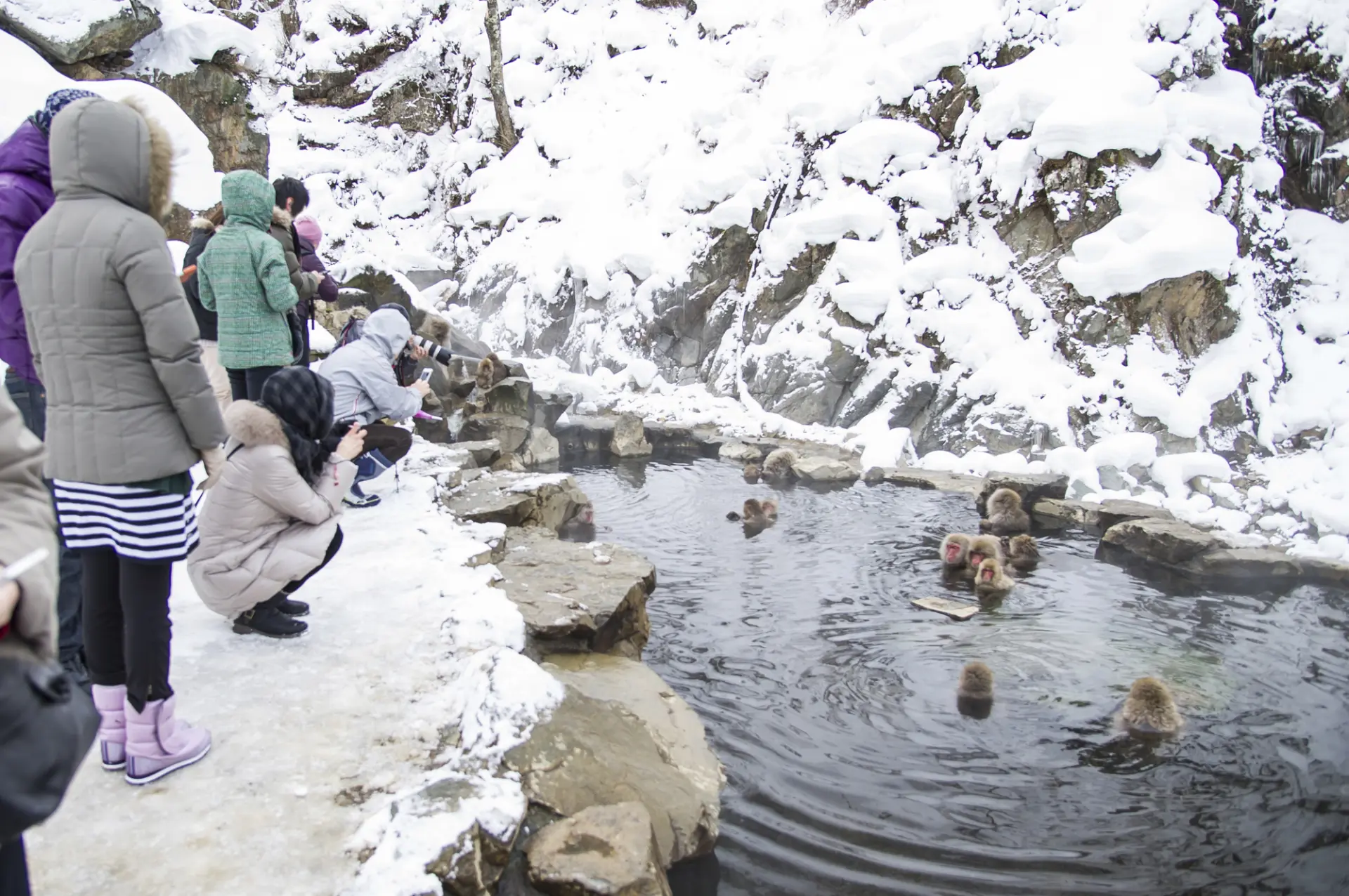 冬の寒さをしのぐため、サル専用の温泉に浸かる姿が愛らしい