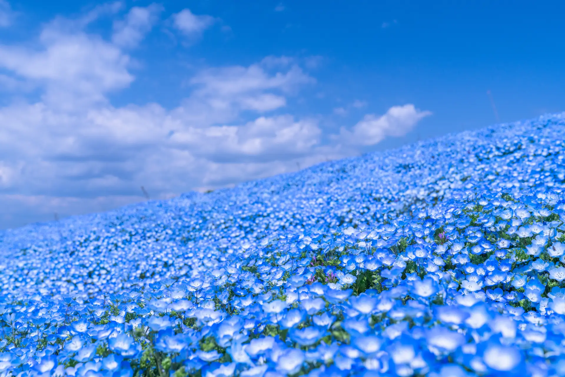 4月中旬から5月上旬に咲くネモフィラが有名。まるで丘の上に現れた海のよう