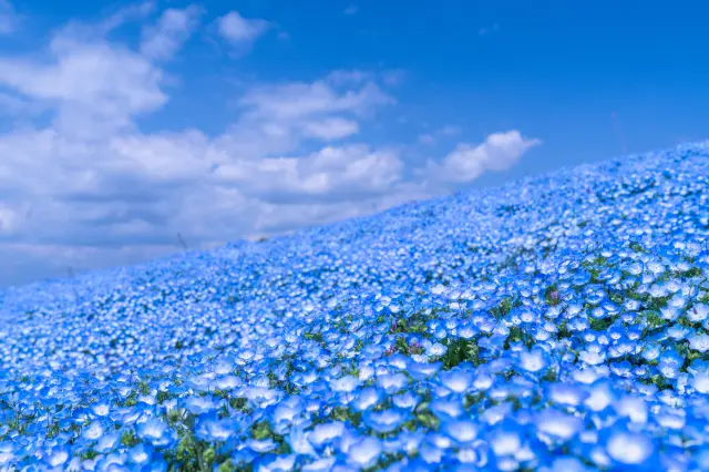 4月中旬から5月上旬に咲くネモフィラが有名。まるで丘の上に現れた海のよう