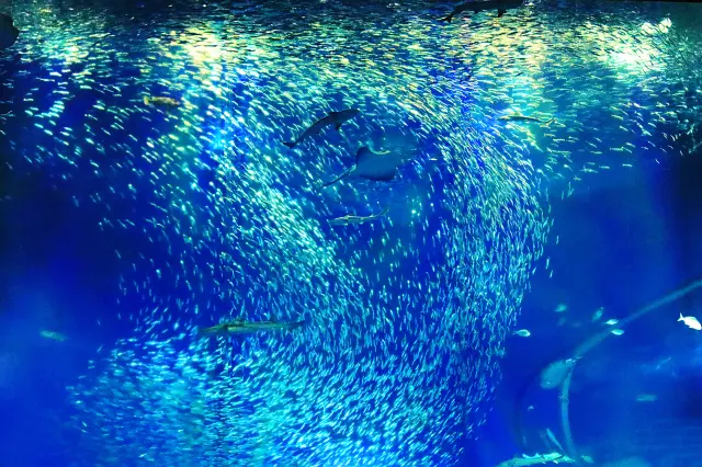 大洗周辺の海を再現したゾーン「出会いの海」。小魚の群れがダイナミックに泳ぐ