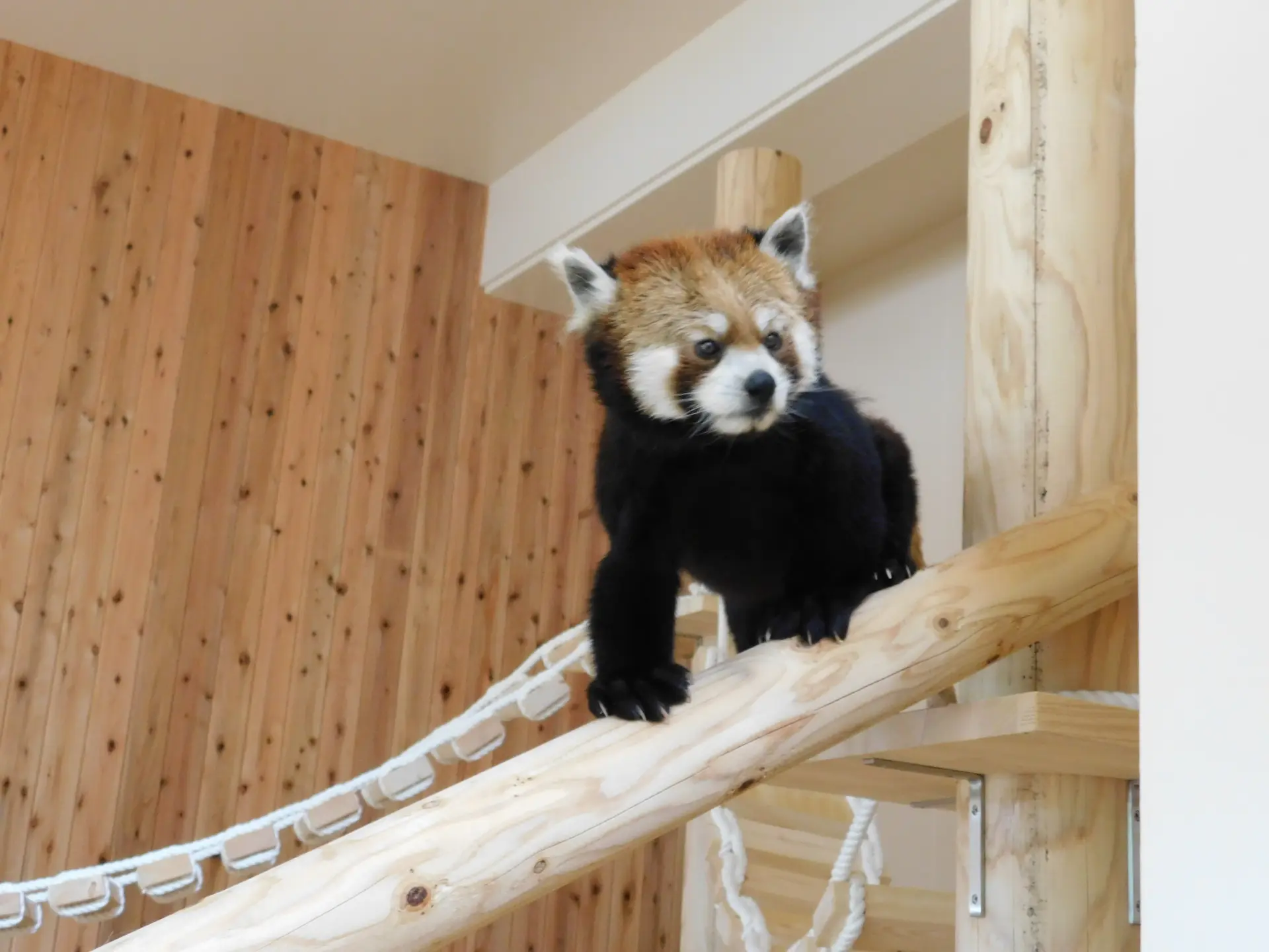 木製の遊具の上を歩くレッサーパンダの姿を間近で観察できる