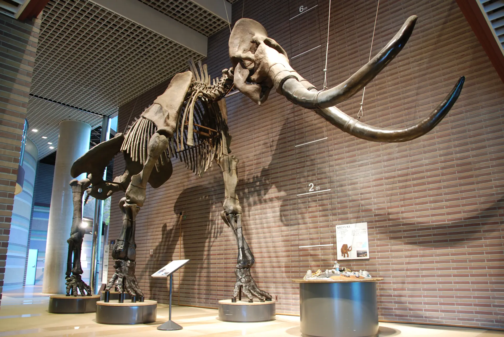 体長9.1mのマンモスの標本も展示。スケールの大きさが際立つ