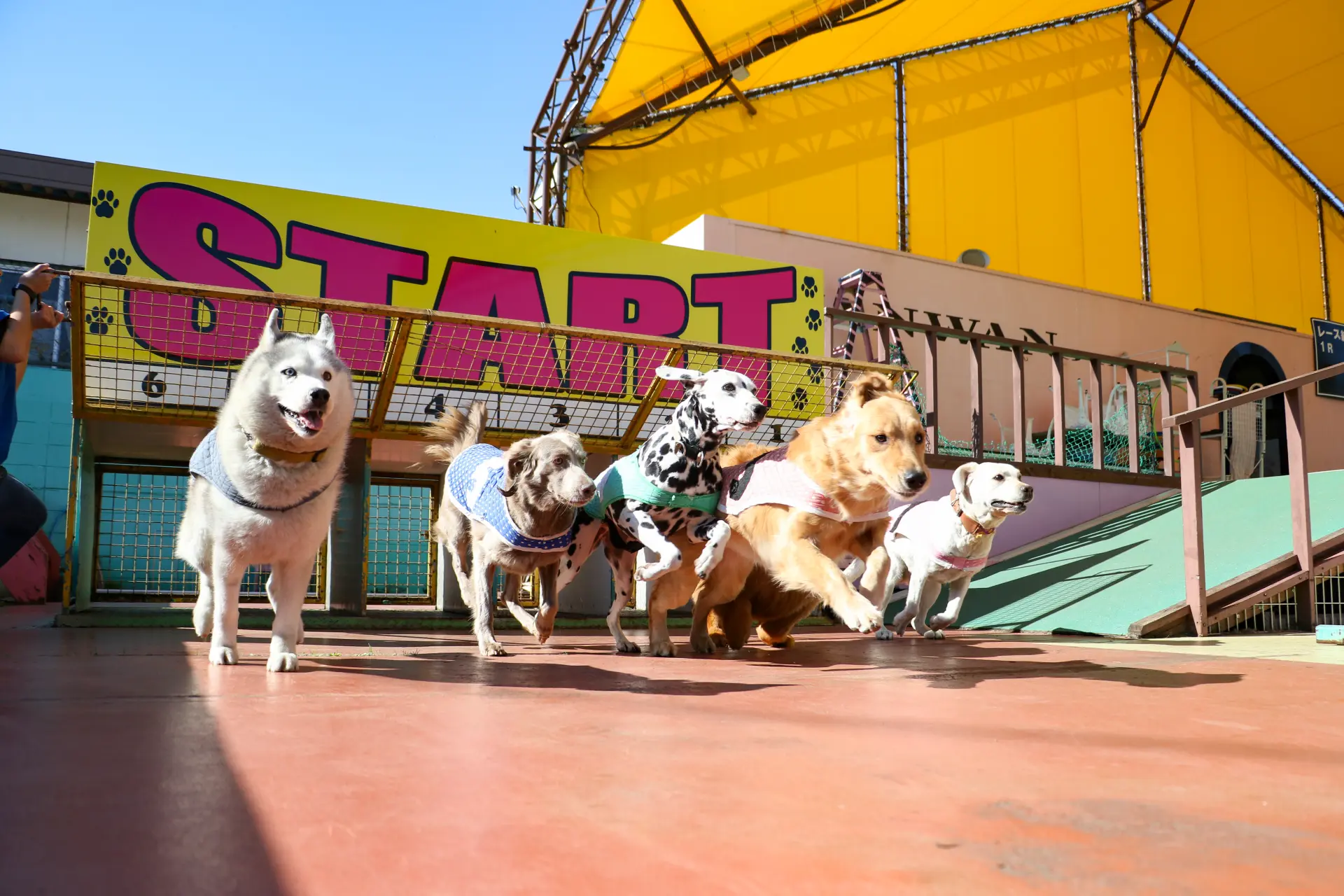 「わんわんワールド」で繰り広げられる犬たちのレース