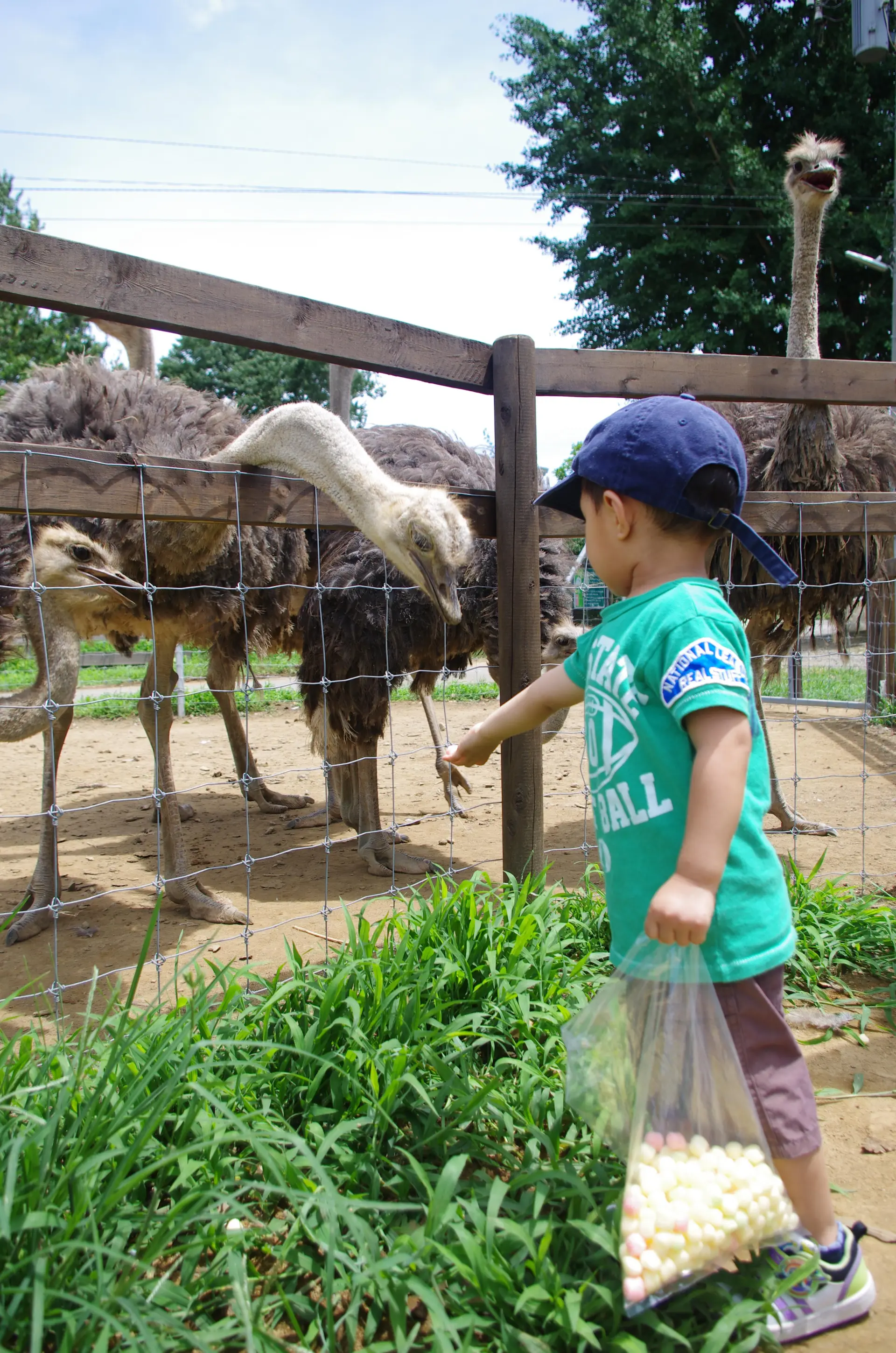 柵越しにダチョウにエサを差し出す様子。動物たちと間近で触れ合える