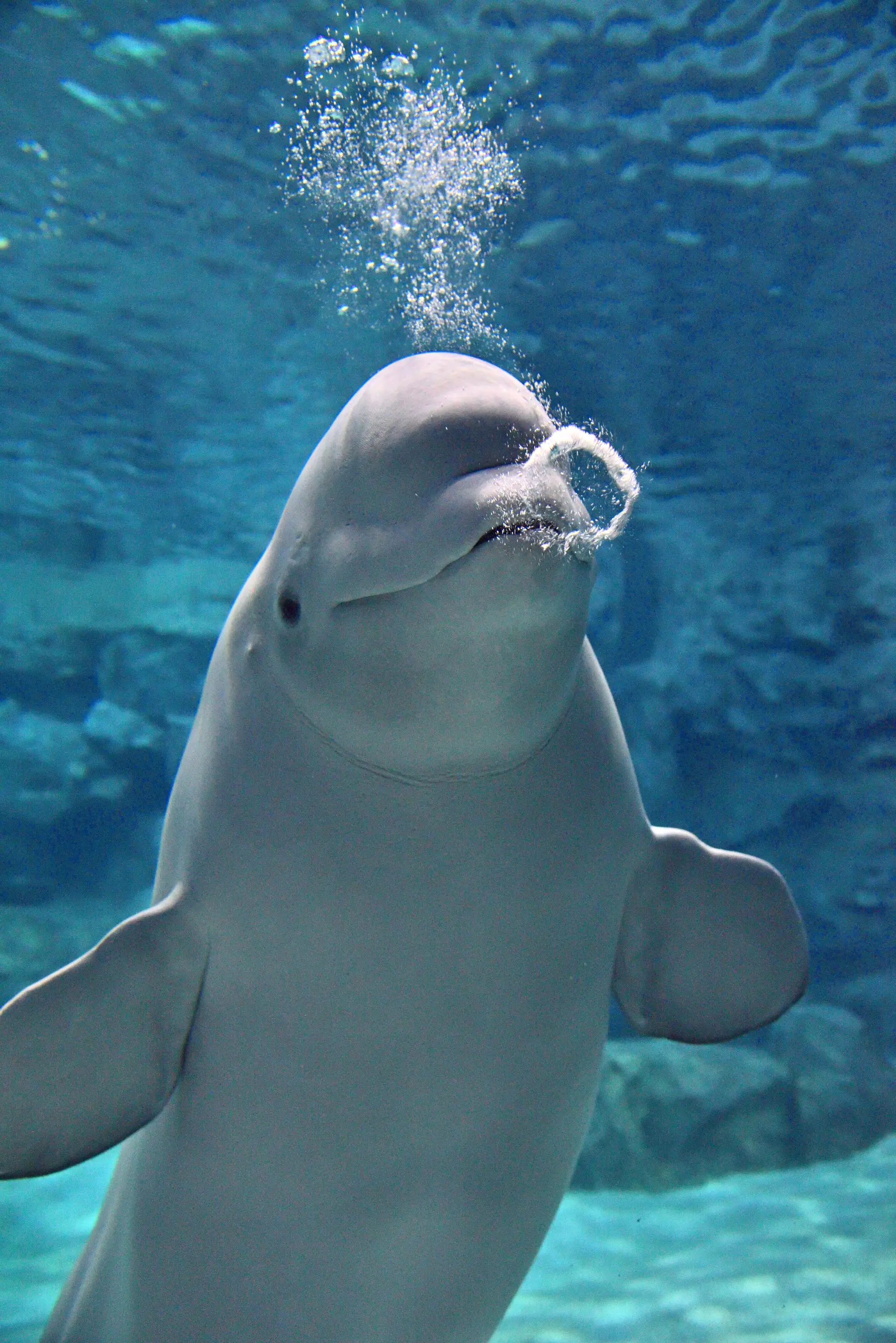 水中でベルーガが泡の輪をつくる瞬間。青い空間に浮かぶ様子が幻想的