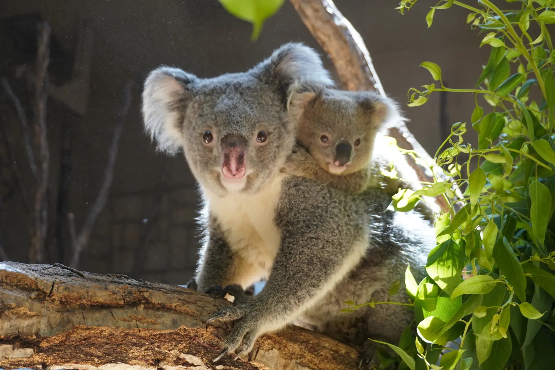 木の上で寄り添う親子のコアラ。やわらかな表情に癒やされる