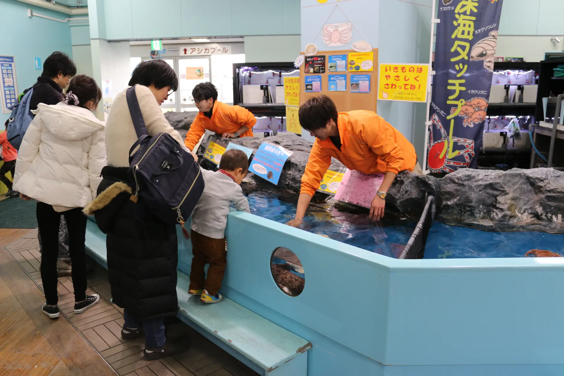 水槽に手を入れて生き物に触れる体験の様子。距離の近さが伝わる