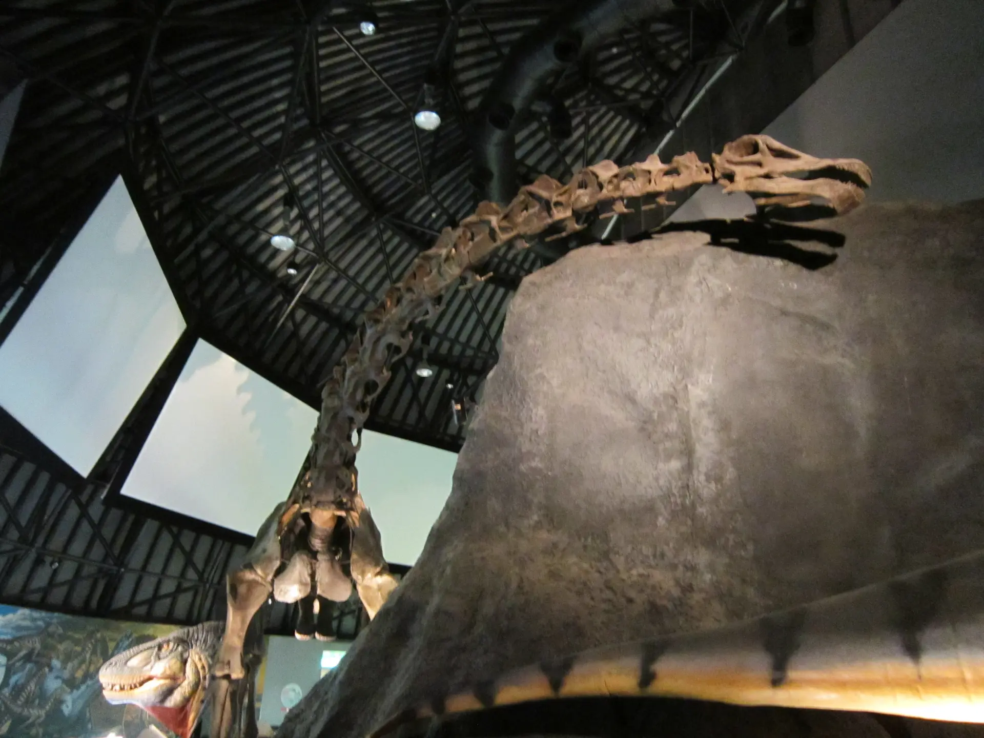 全長20mを超えるディプロドクスの骨格標本。見上げるとその巨大さが伝わる