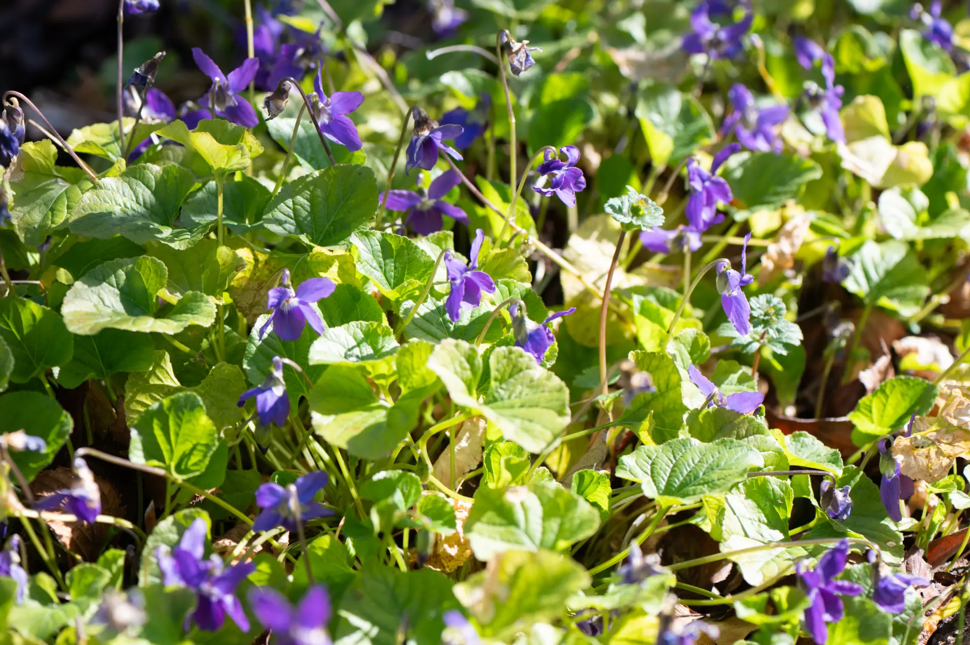 "ดอกสุมิเระ" (Violet) ดอกไม้ที่เป็นสัญลักษณ์ของ Takarazuka Revue