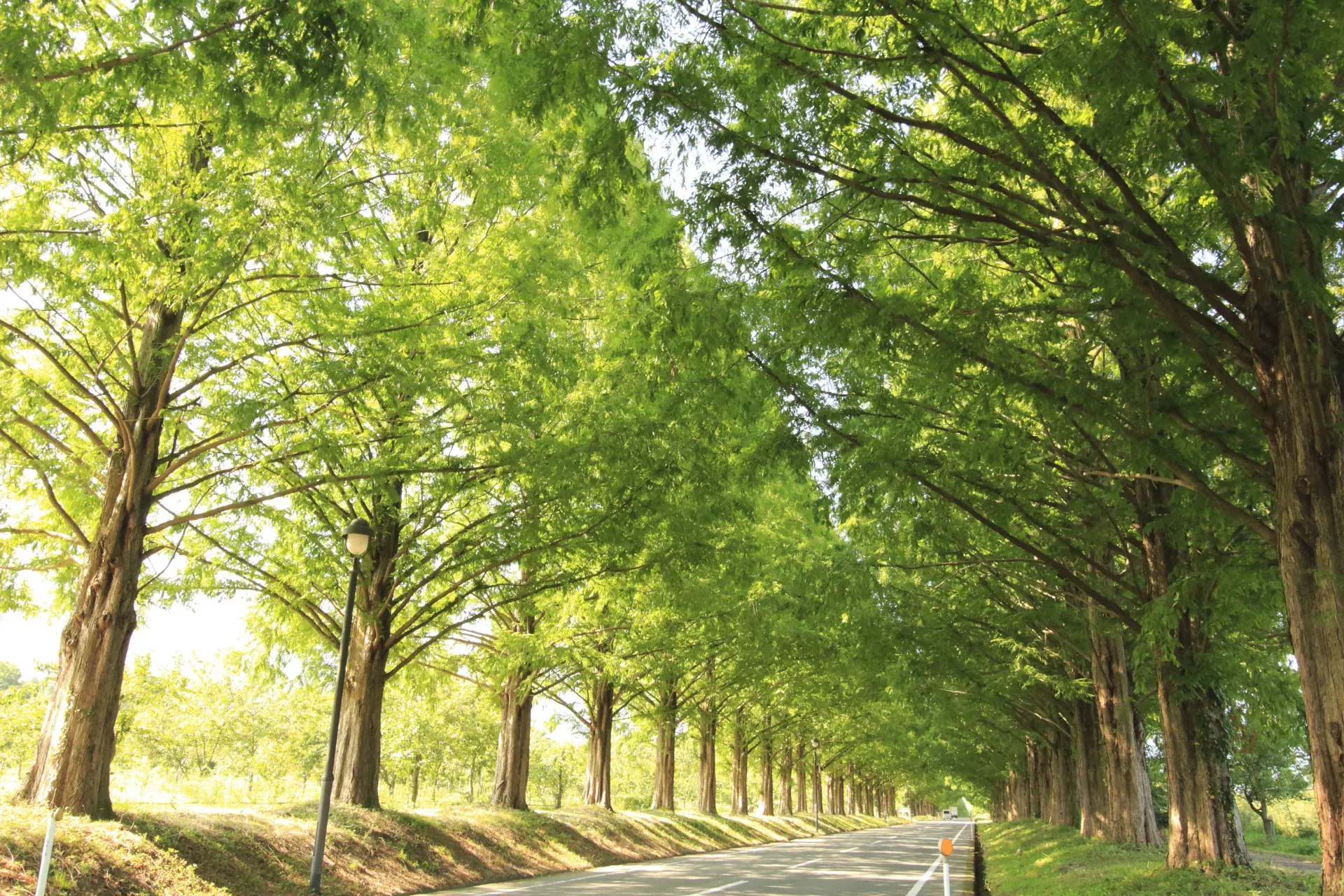 1994年に「新・日本の街路樹百景」に選定された絶景スポット