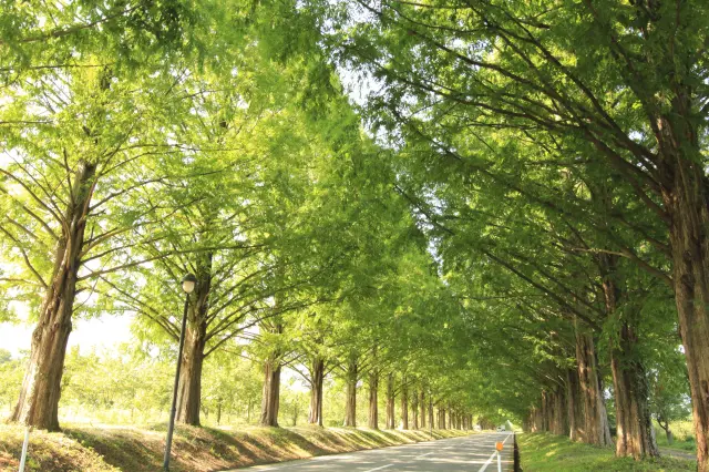 1994年に「新・日本の街路樹百景」に選定された絶景スポット