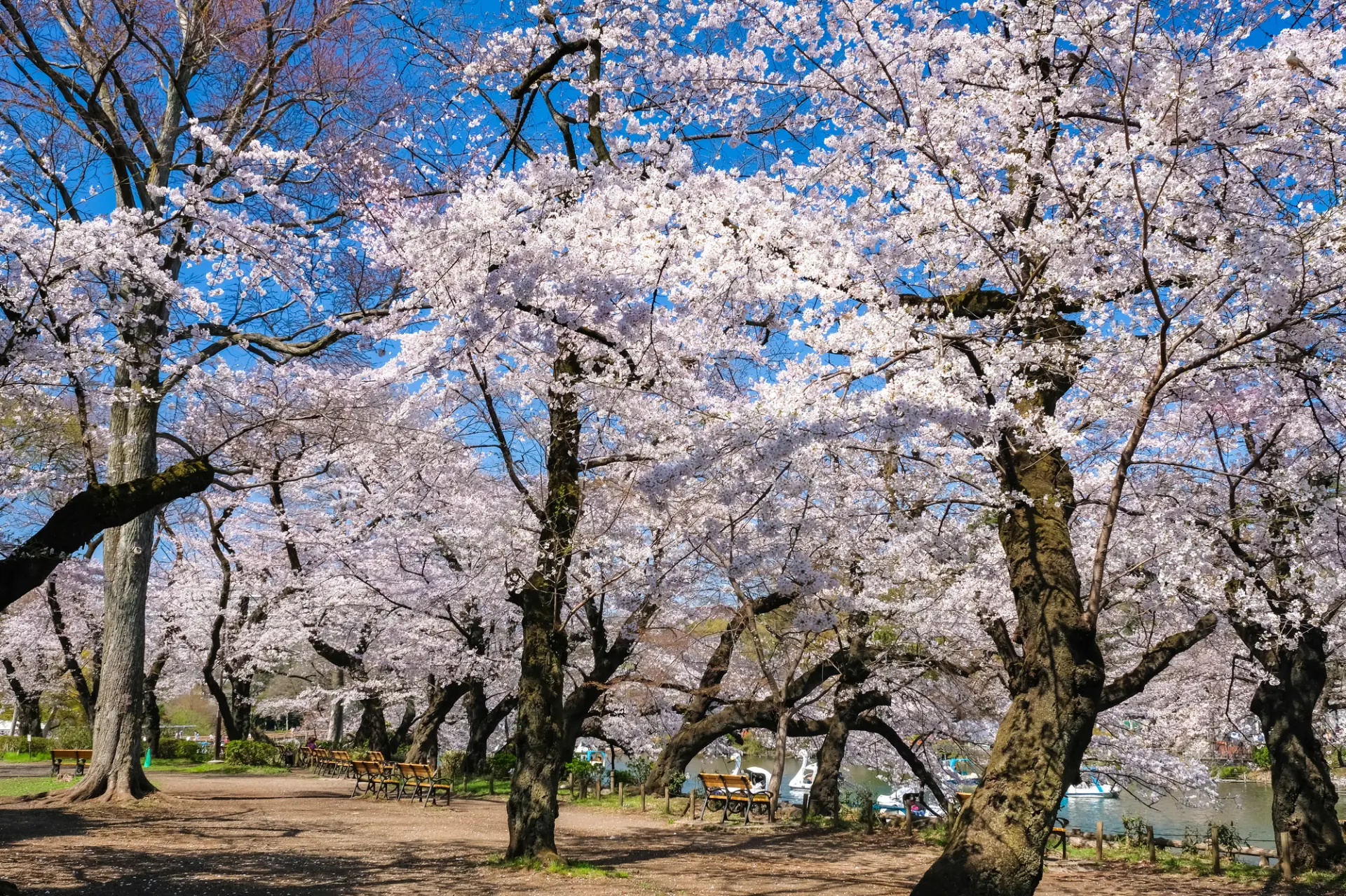 ピンク色に染まる美しい桜に魅了される