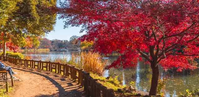 The fall foliage around the pond and walking paths looks like a painting