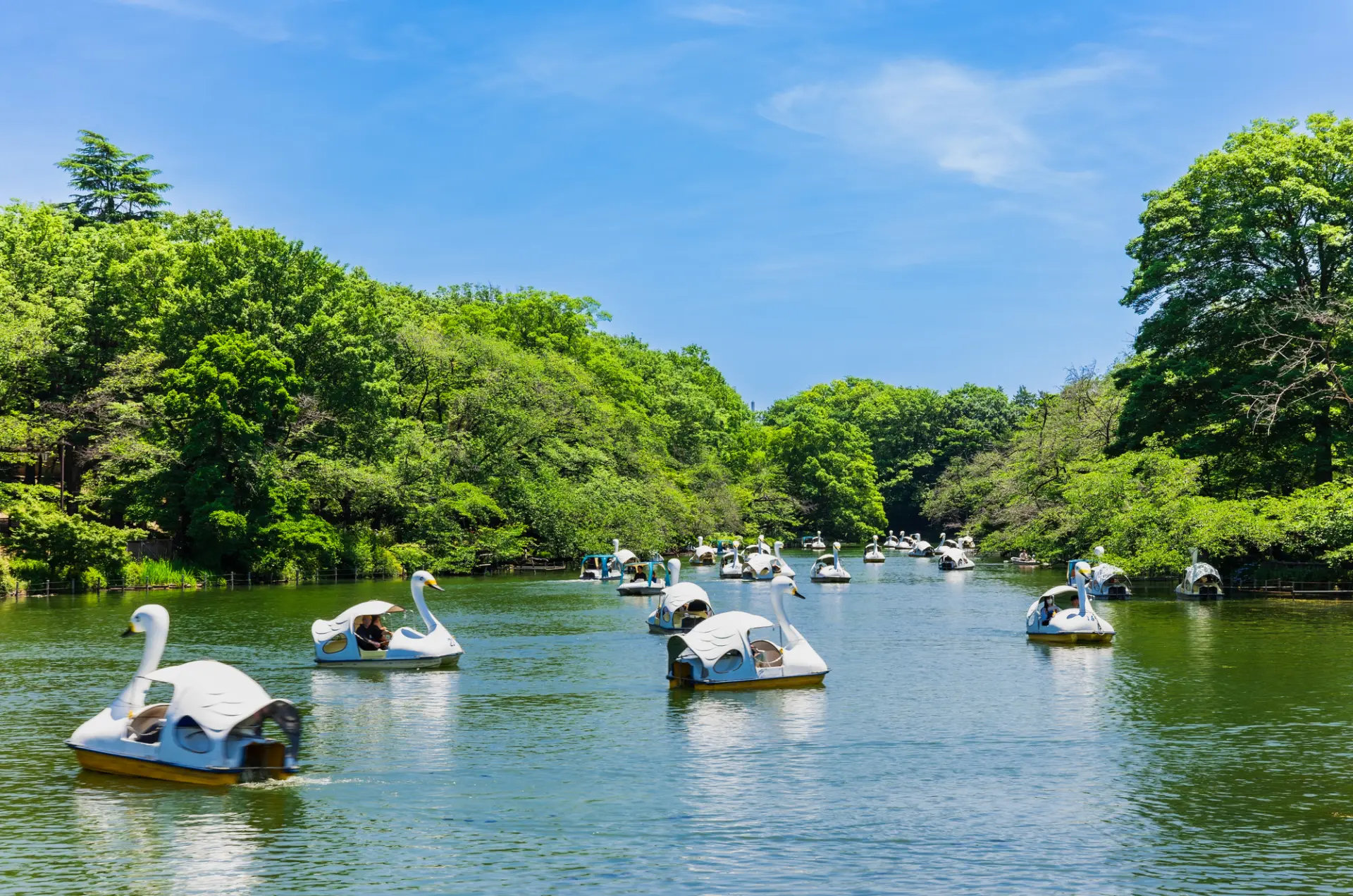 カップルに人気のスワンボート