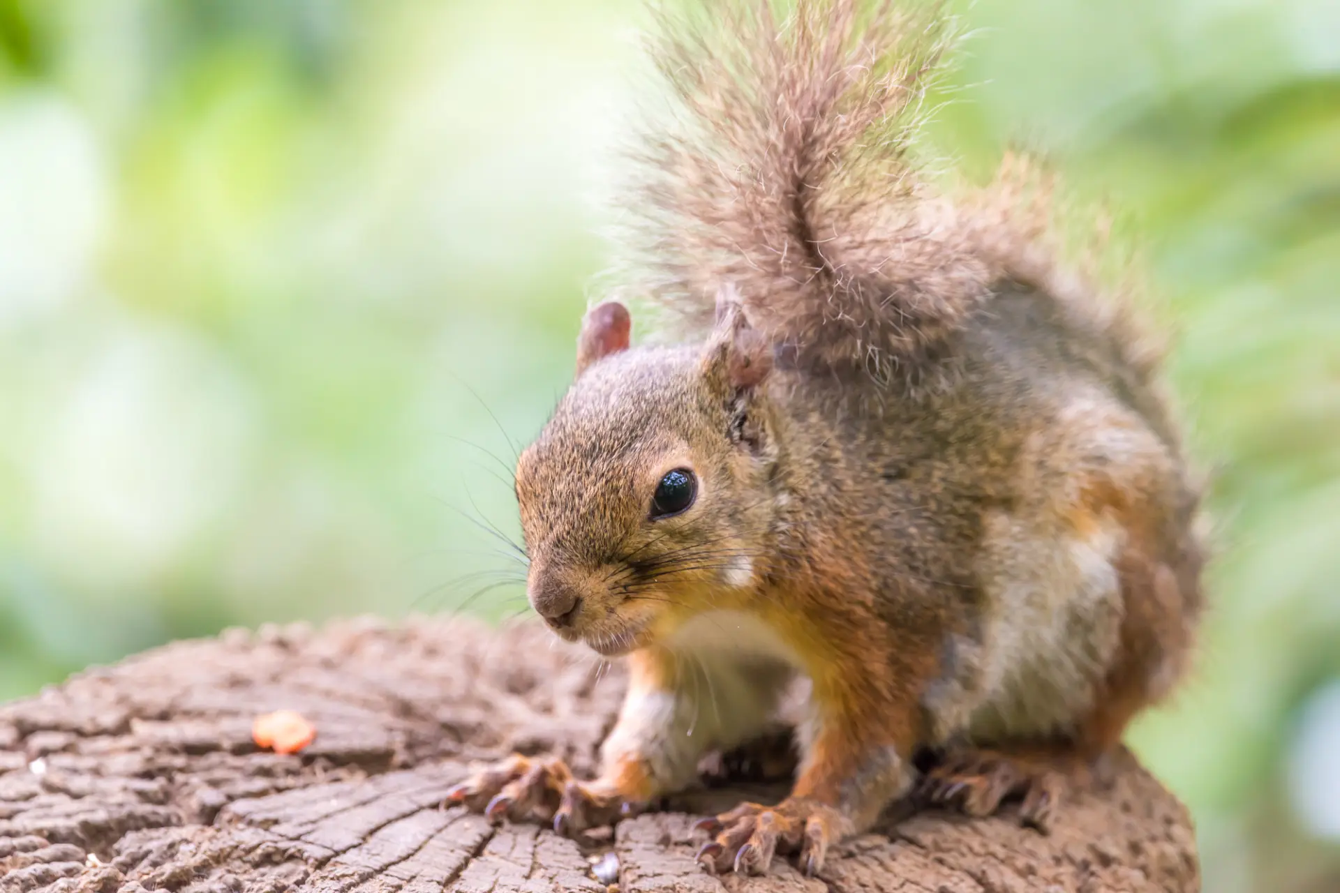 自然文化園では可愛い動物たちと触れ合える