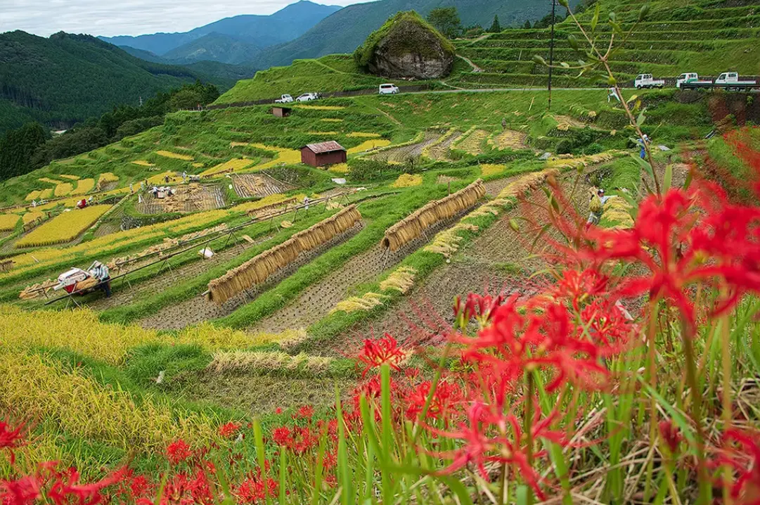 斜面に幾重にも広がり、曲線を描く棚田の風景