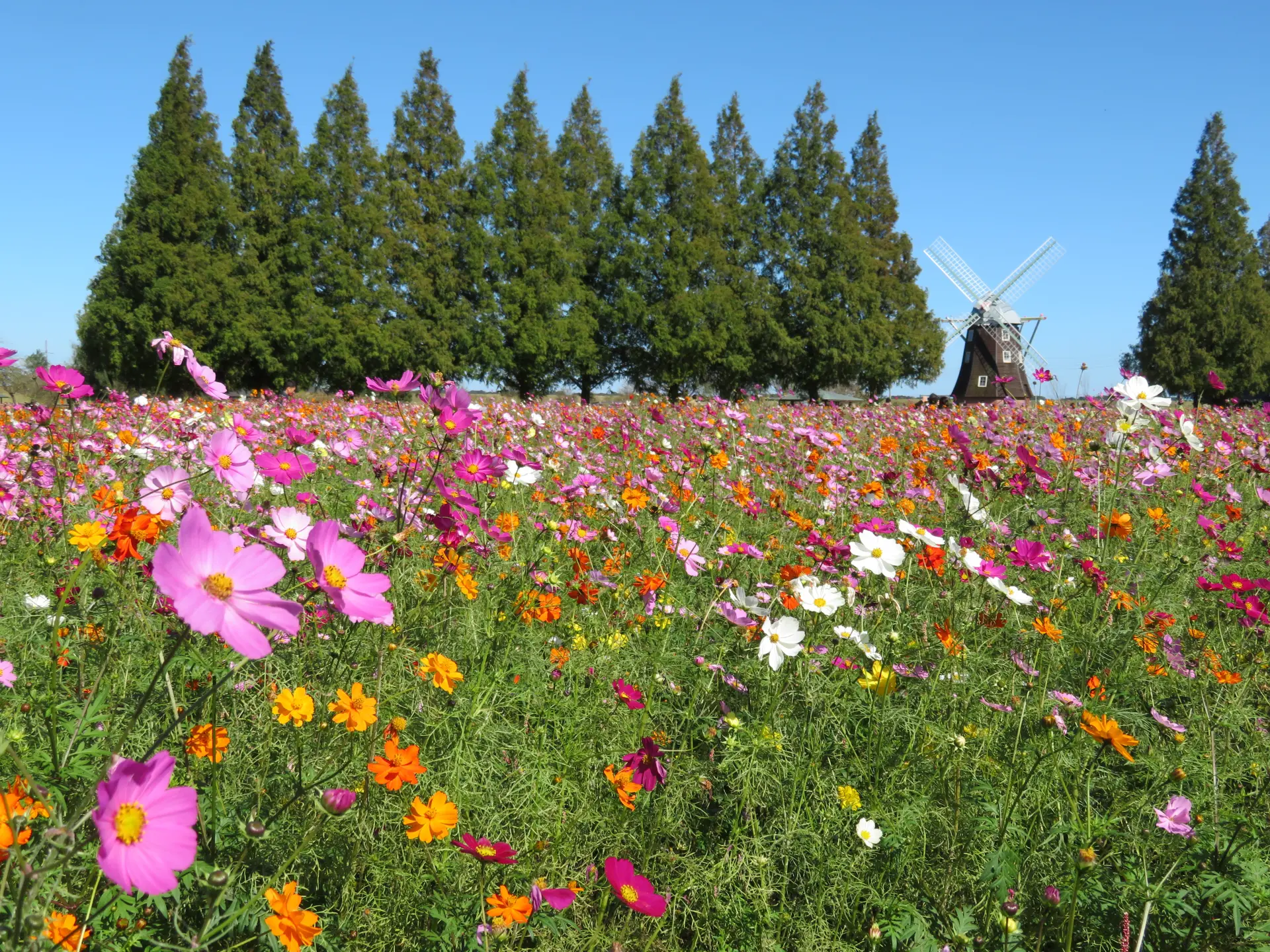 コスモスが一面に広がる花畑と奥に立つ風車。色とりどりの花越しに園内の広がりを感じる