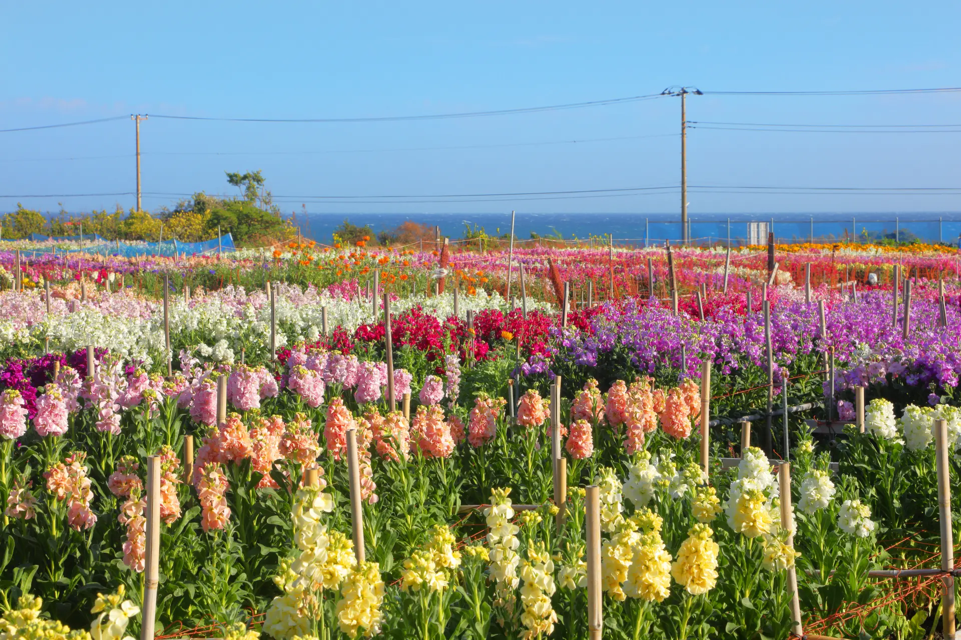 色とりどりの花が整然と並ぶ畑と奥に見える海。支柱が立つ花畑が海沿いに広がる風景