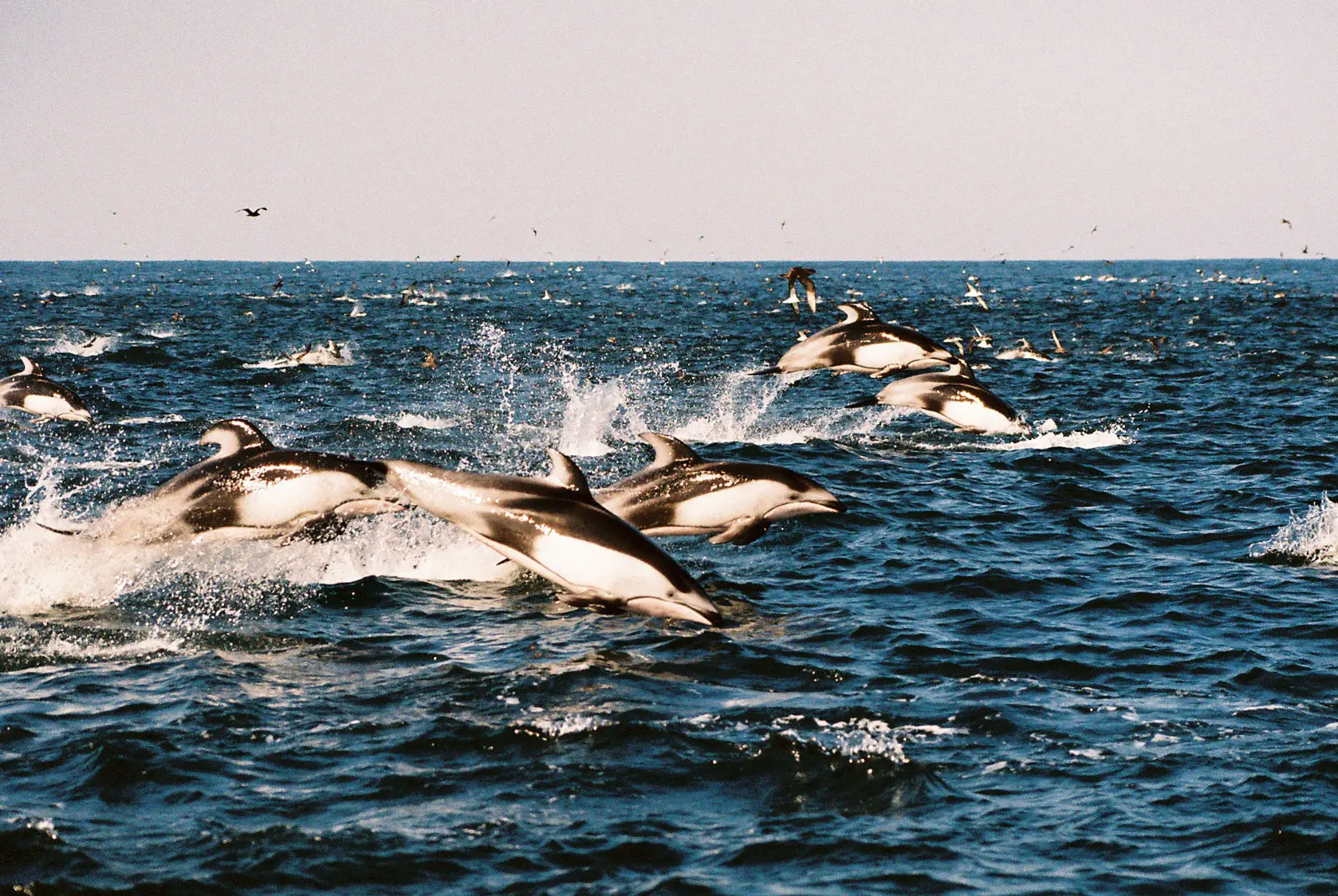 水しぶきを上げてジャンプするイルカの群れ。躍動感あふれる瞬間に立ち会えるかも
