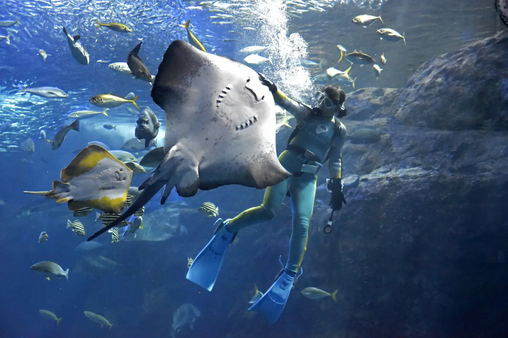 相模湾大水槽ではダイバーがパフォーマンスを披露してくれる