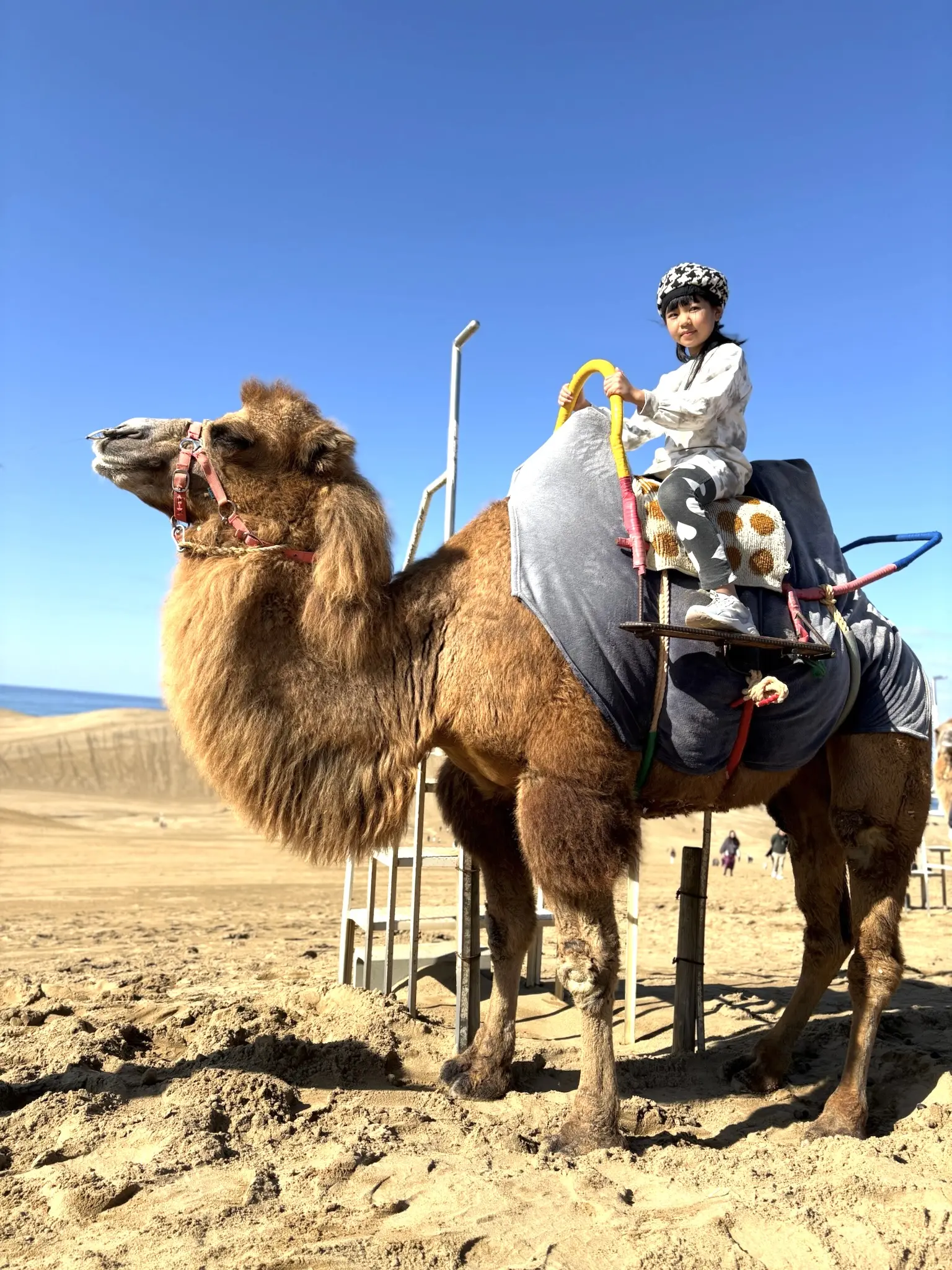 鳥取砂丘にはラクダやサンドボードなどの有料アトラクションもある