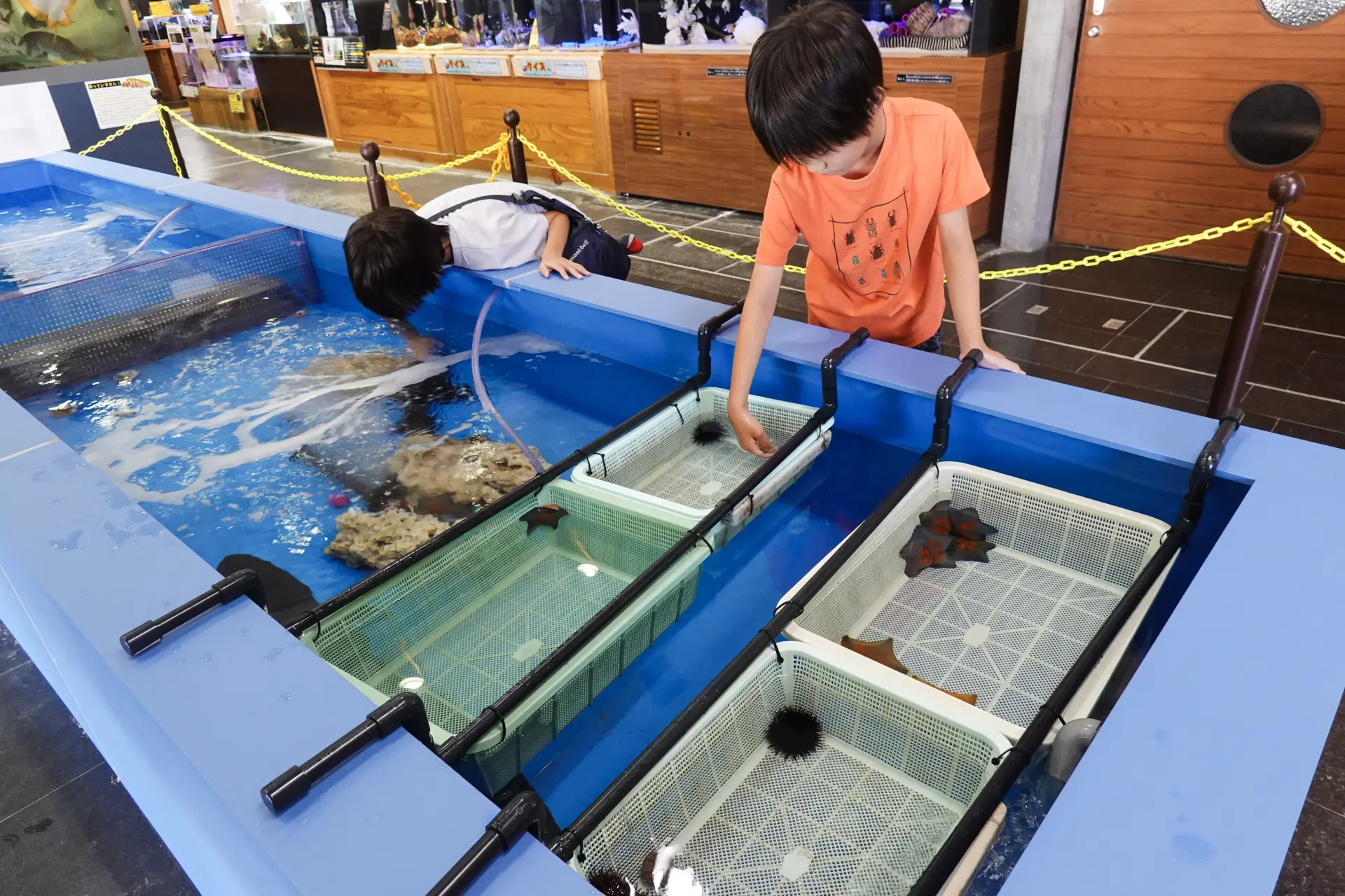 ウニやヒトデに触れることができる「タッチング水槽」