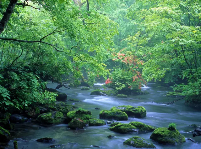 まばゆいばかりの緑の木々を縫うように流れる渓流の景観