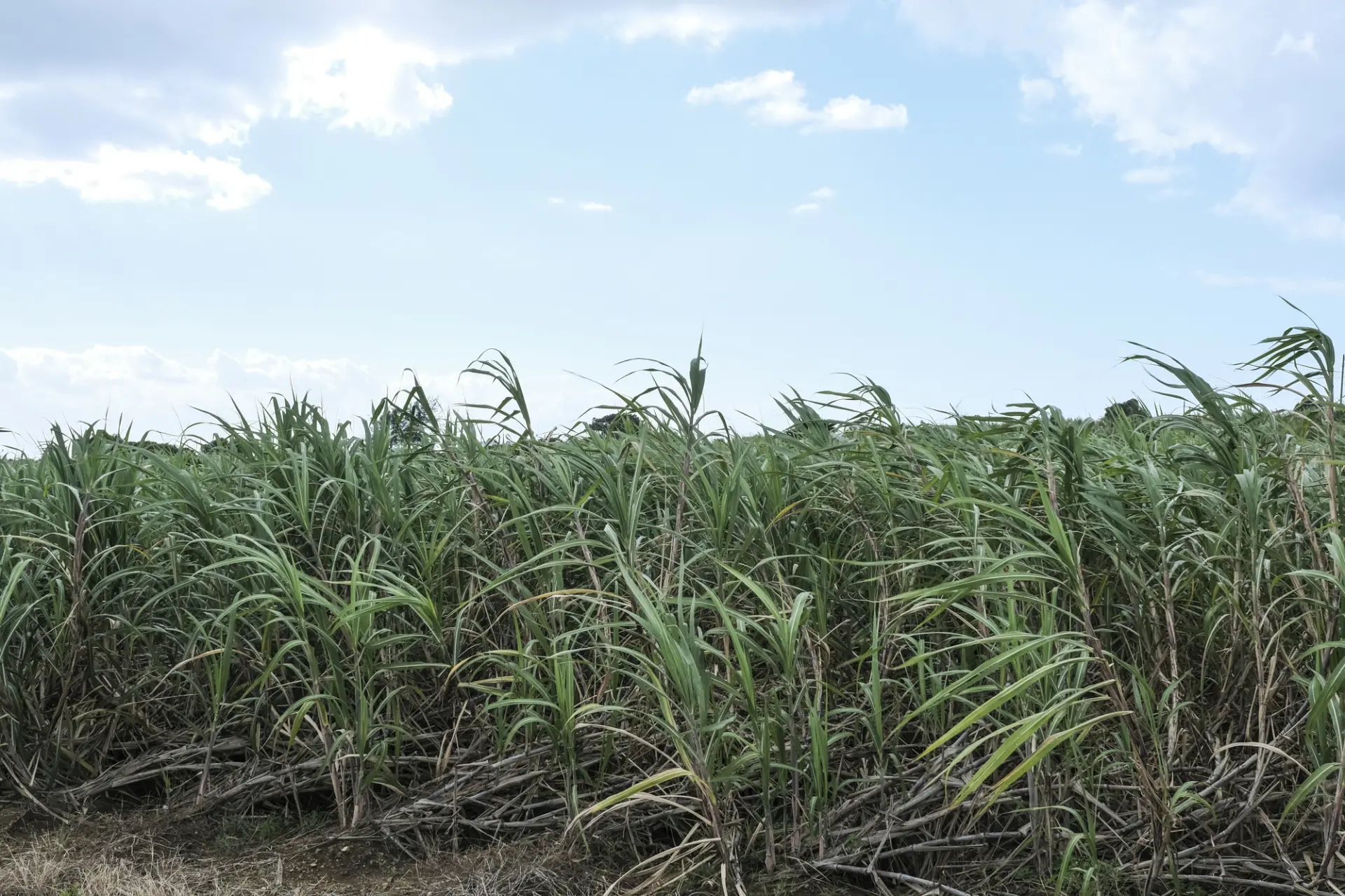 「黒糖焼酎」の原料となる奄美大島のサトウキビ畑