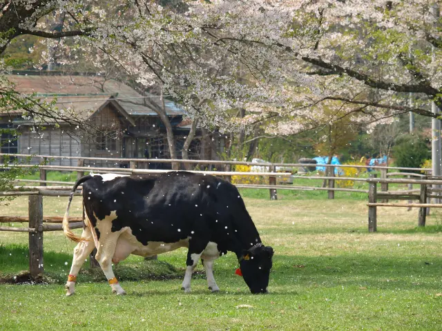 豊かな自然に包まれてのんびり草を食む牛の姿
