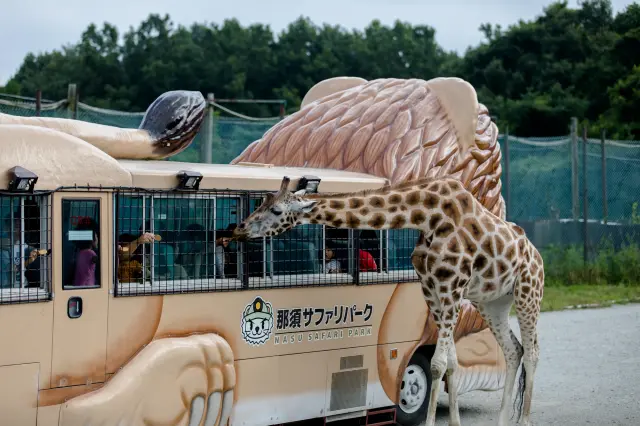 見学はバスや檻型バスのほかマイカーやレンタカーから選択できる