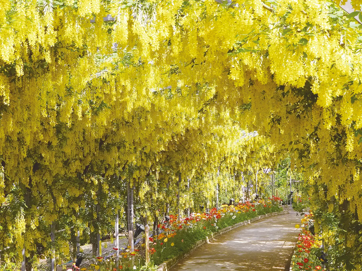 栃木県天然記念物に指定される藤の花をテーマにした「ふじのはな物語」が人気
