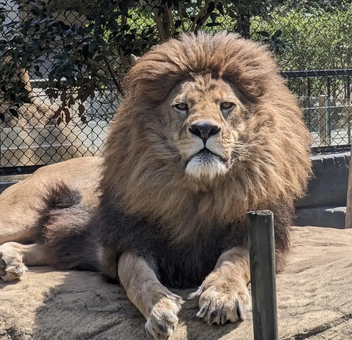 約60種類・300点の動物を飼育。自然に近い環境で暮らす動物たちに出会える