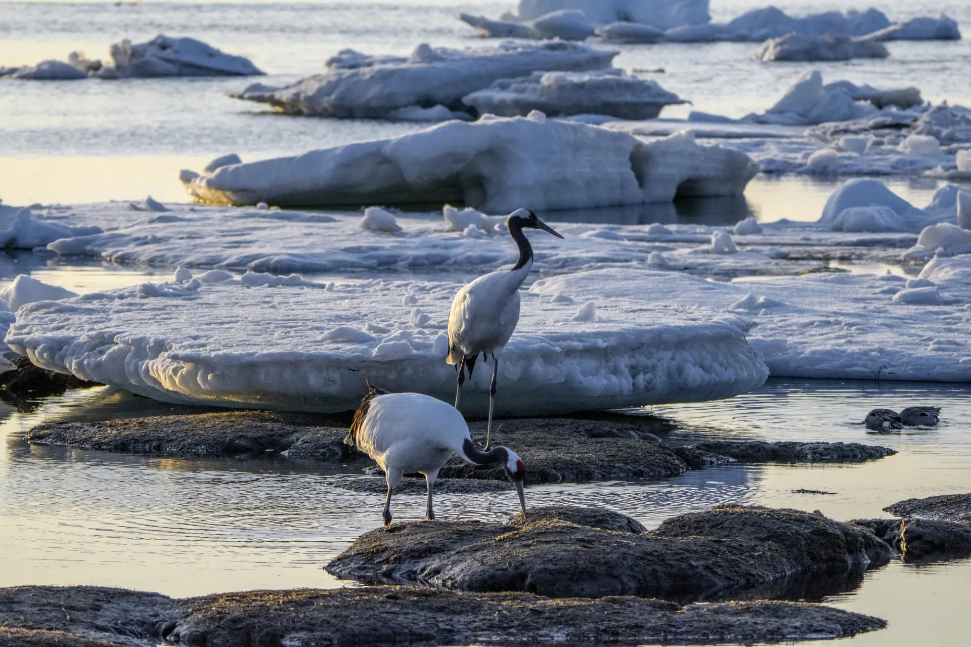 流氷が残る風蓮湖とタンチョウ