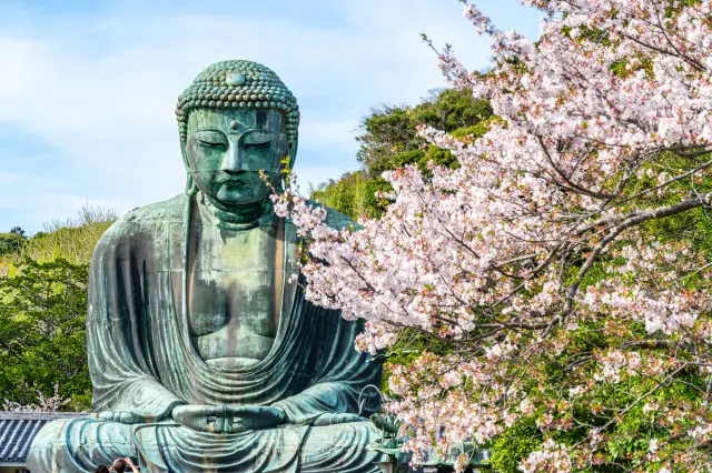 大仏と桜のコラボはどこを切り取っても絵になる美しさ