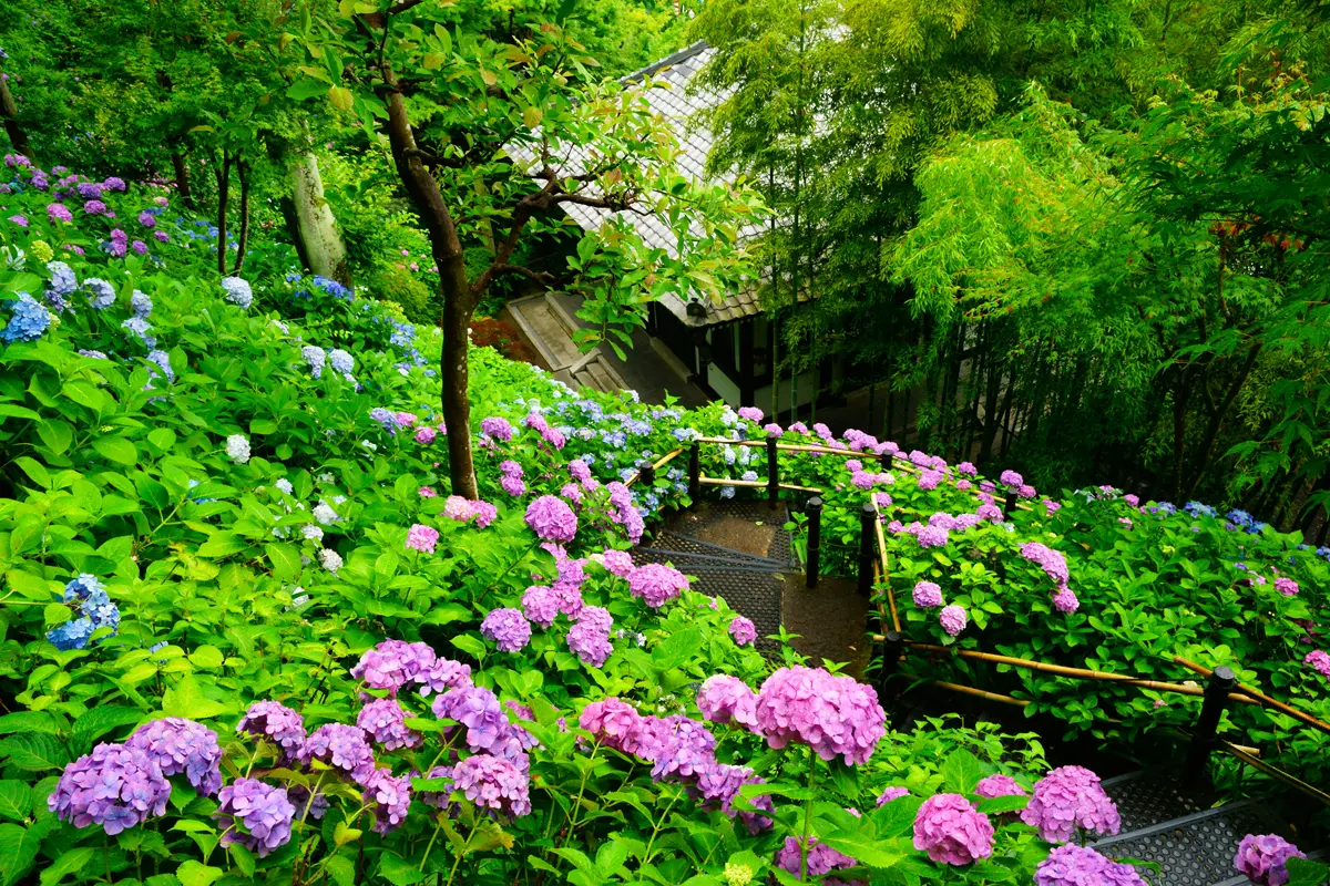 眺望散策路から見る紫陽花の景色