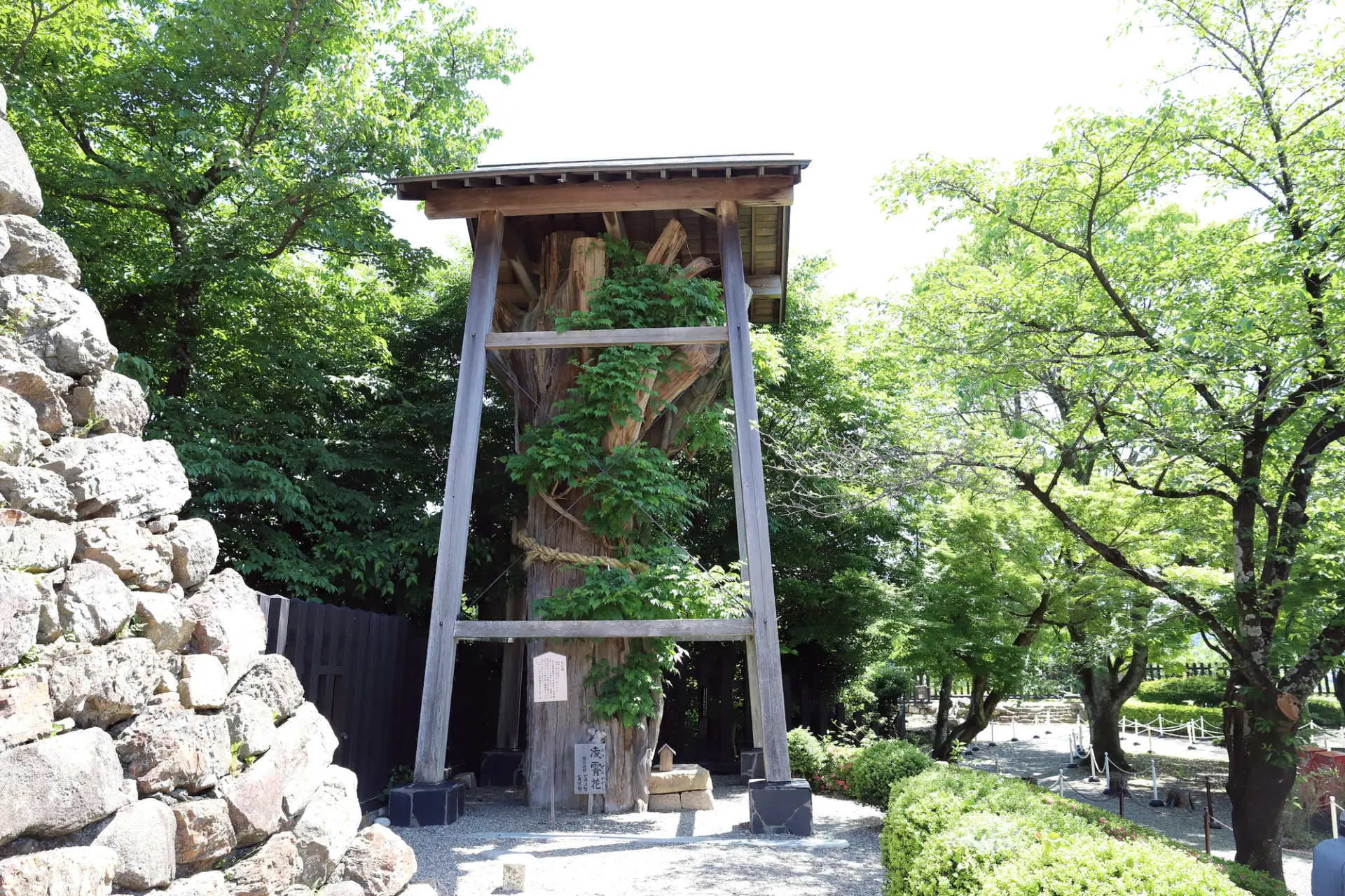 今の時代に素晴らしい天守を見られるのは「大杉様」のおかげかもしれない