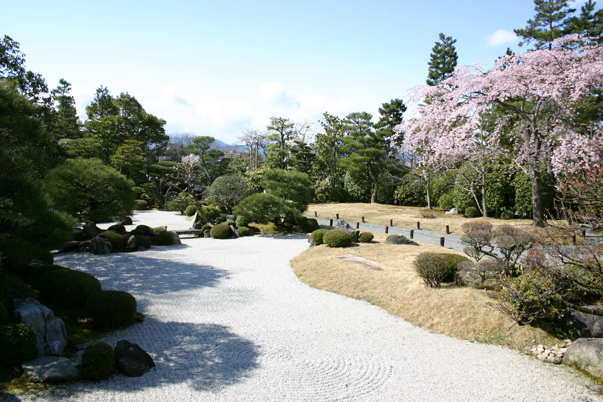 春季樱花绽放