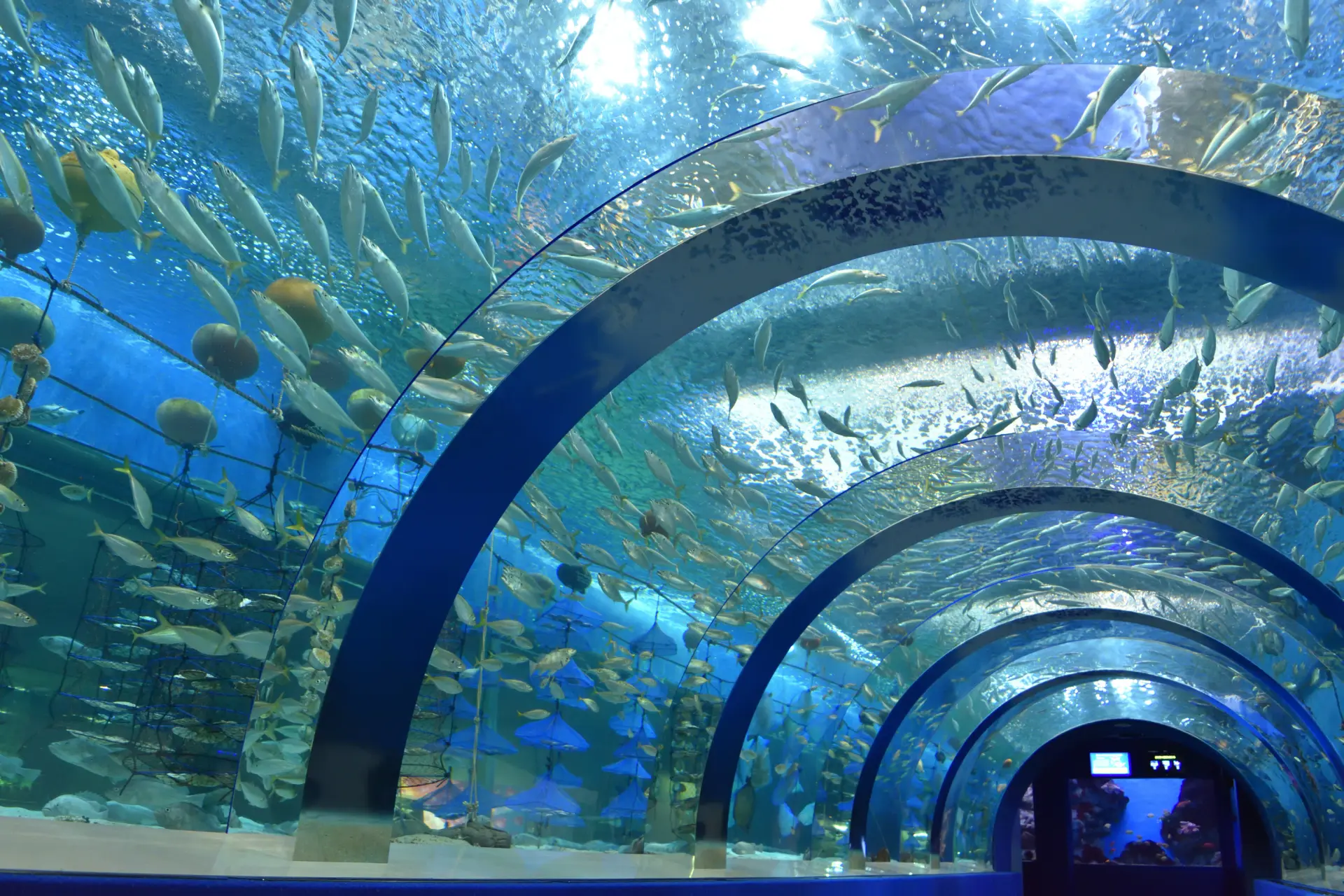 むつ湾の海を再現した長さ15ｍのトンネル水槽