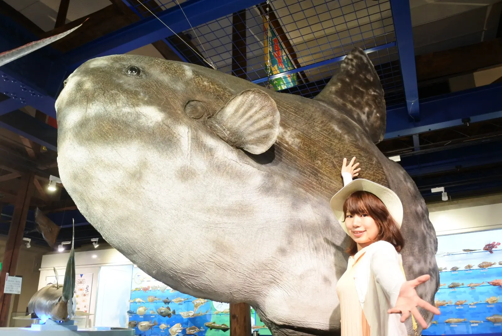 大きさ日本一の「マンボウ」のはく製をはじめ約4,000体、700種のはく製を展示