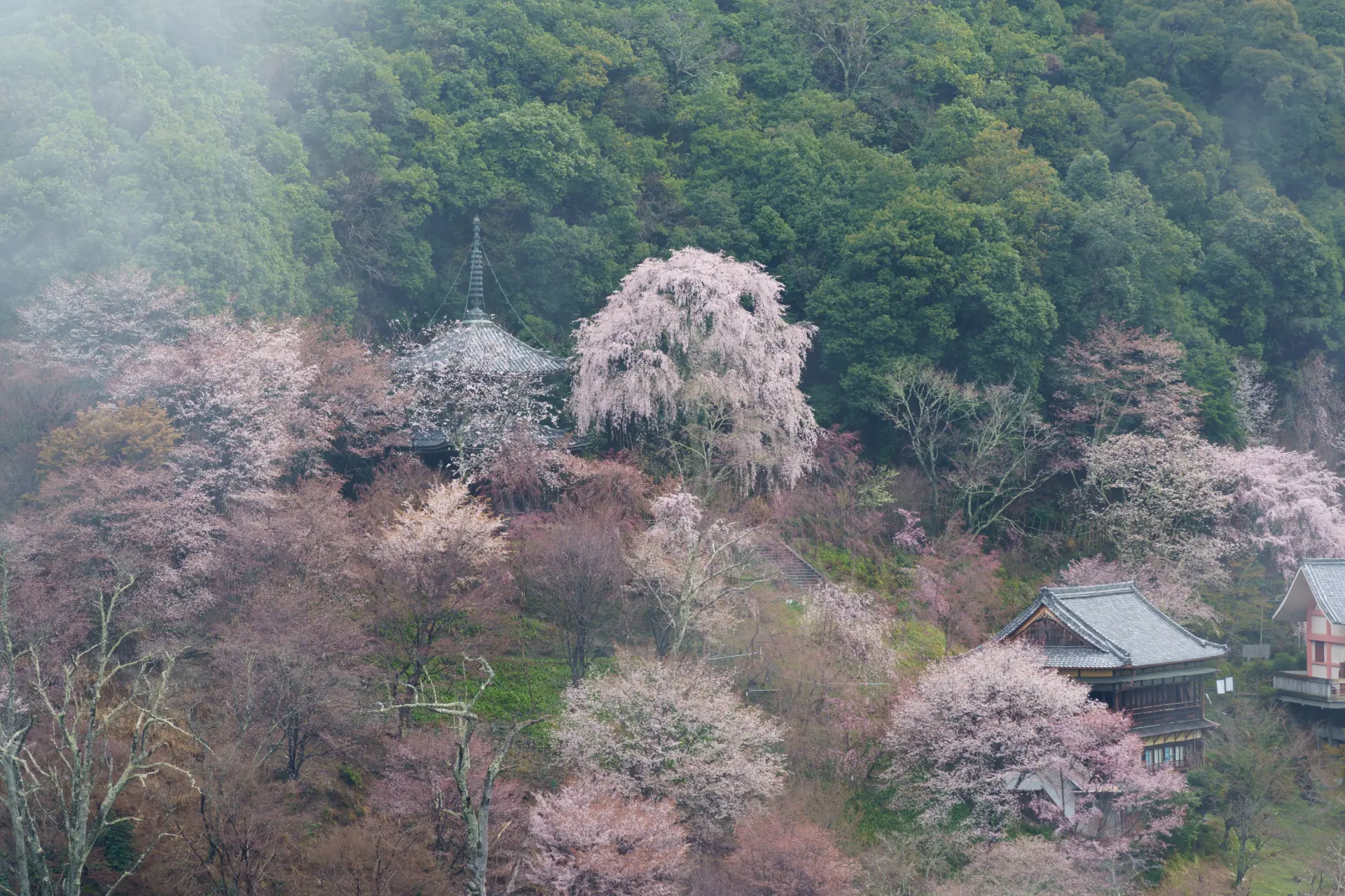 吉野山にある如意輪寺も桜に包まれる