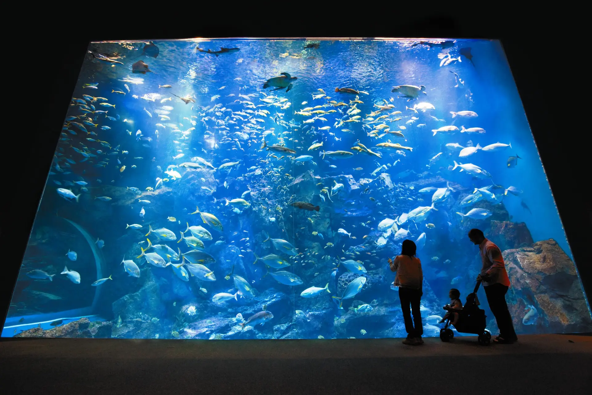「男鹿の海大水槽」には約40種2,000匹の魚が泳ぐ