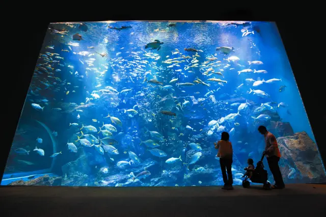 「男鹿の海大水槽」には約40種2,000匹の魚が泳ぐ
