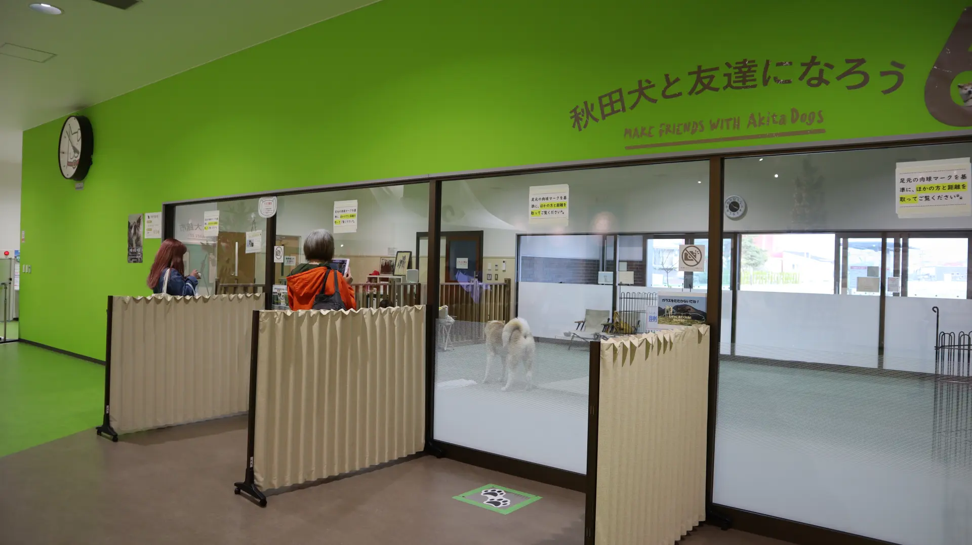 秋田犬展示室では本物の秋田犬に会うことができる。