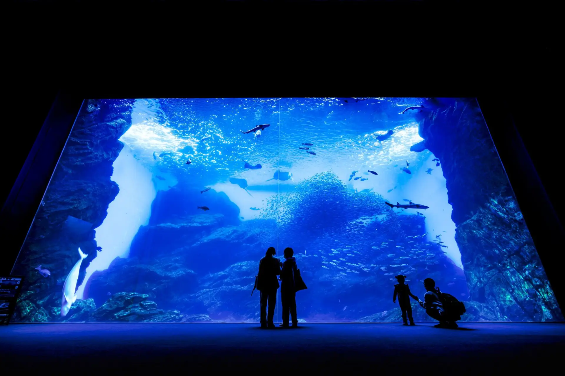 仙台市内には、水族館や科学館など天候に左右されにくい屋内スポットも充実