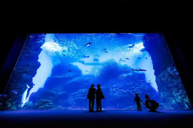仙台市内には、水族館や科学館など天候に左右されにくい屋内スポットも充実