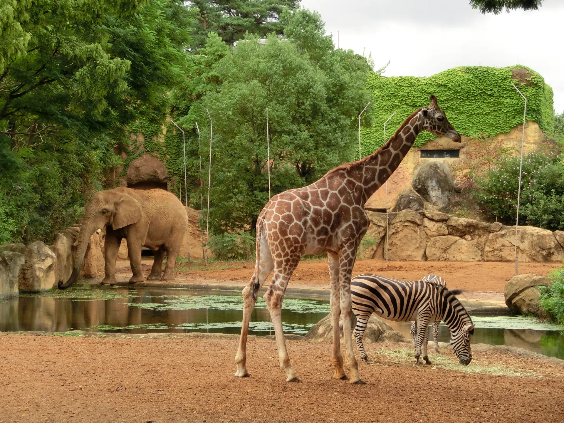 絶滅危惧種を含む115種約600頭の動物を飼育する動物園