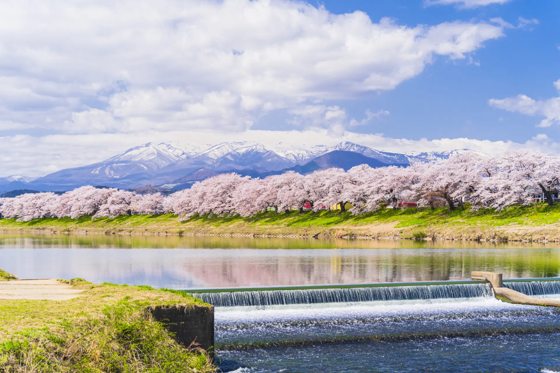 蔵王連峰を背景に桜が咲き、絵画のような景観が広がる