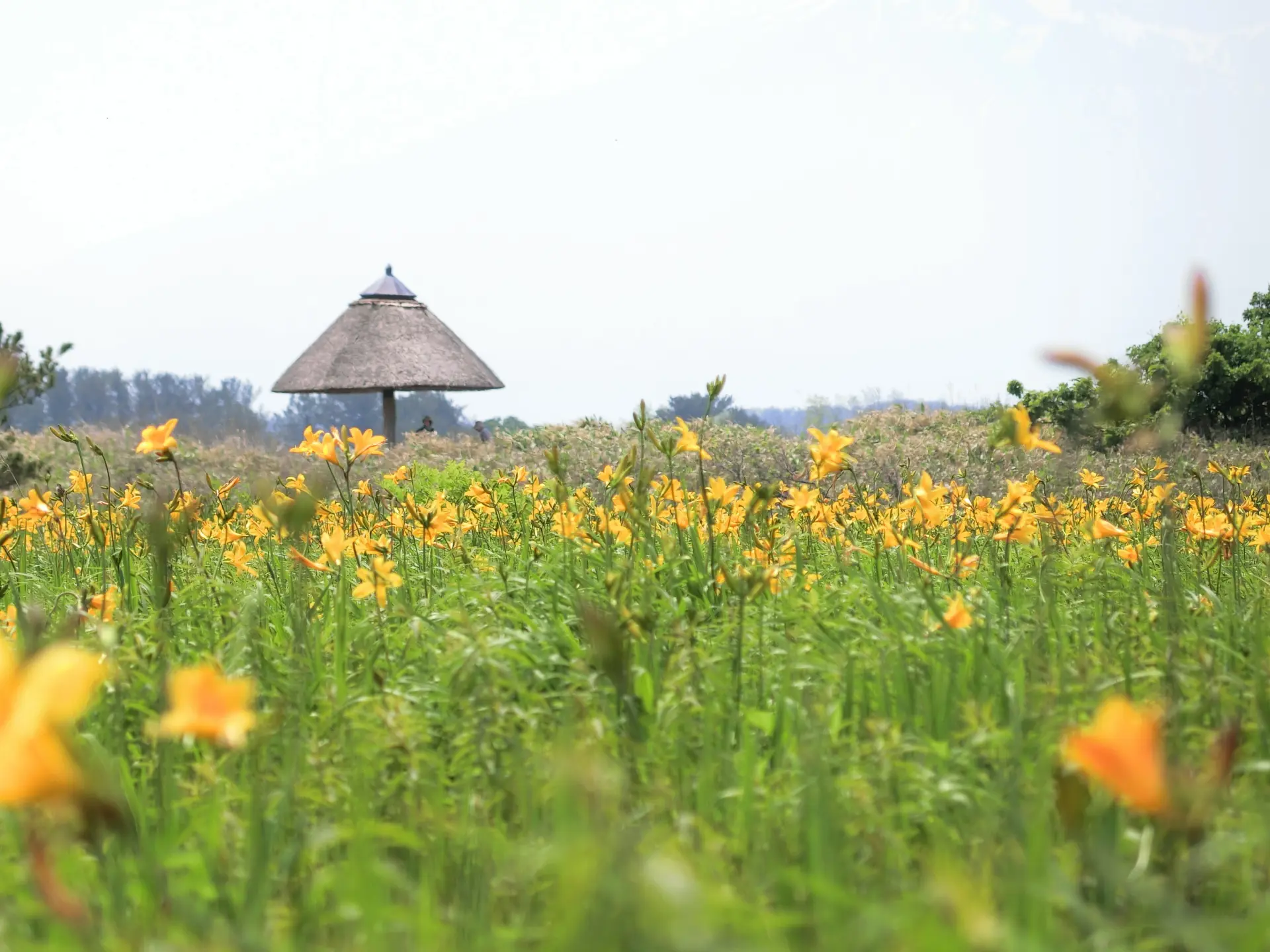 ニッコウキスゲの黄色が一面を包み込む初夏の風景