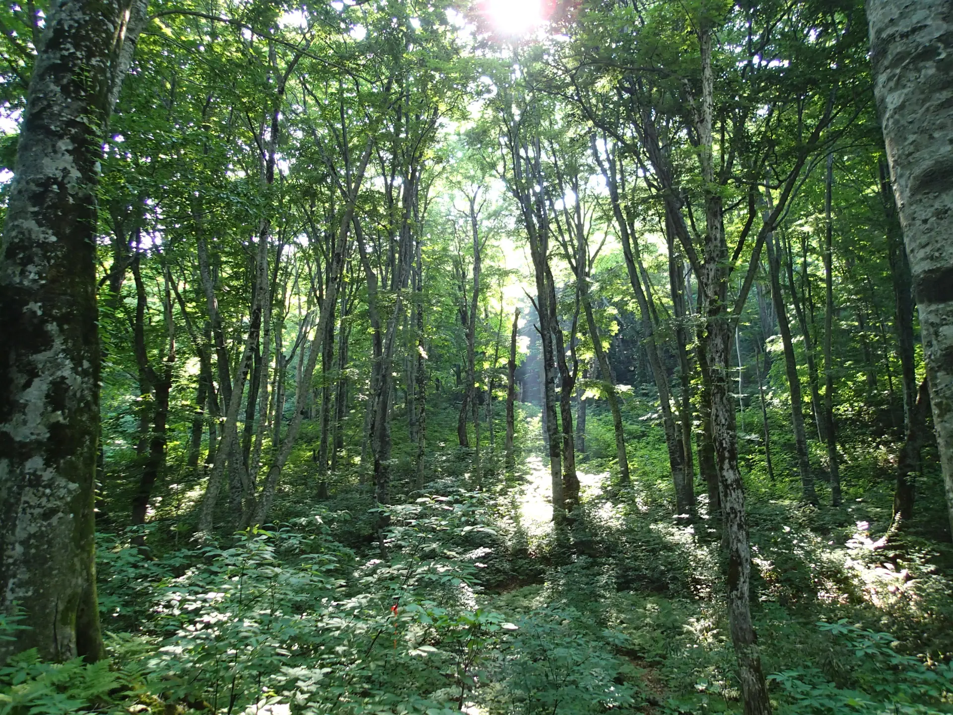 アジア最大級のブナの原生林は世界遺産に登録されている